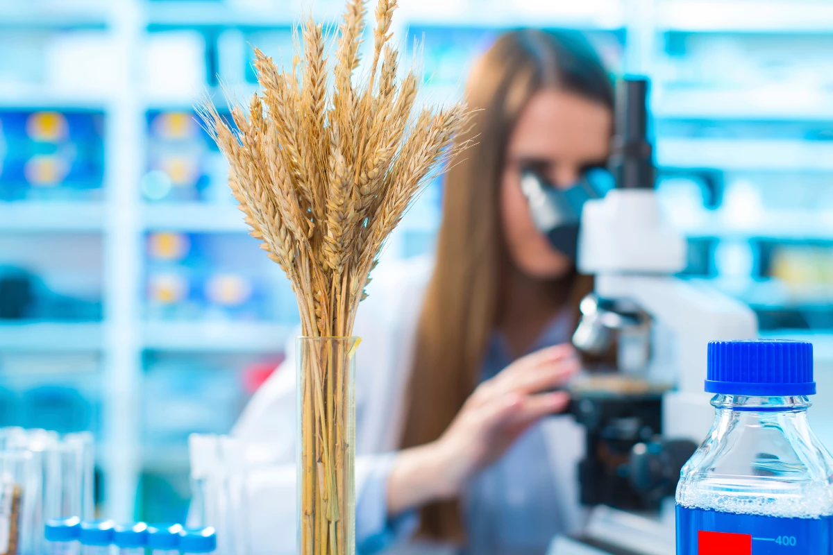 Senescent Cells and the Immune System: Why Zombie Cells Evade Cleanup